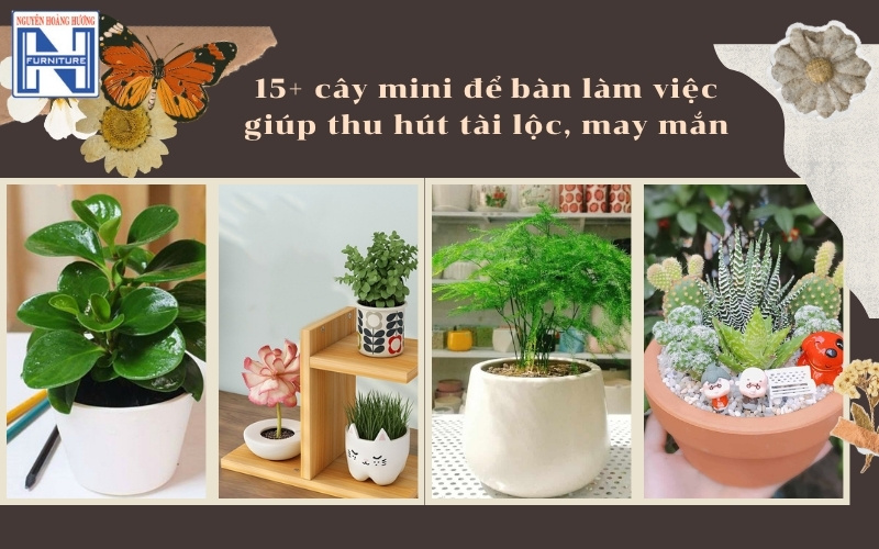cây mini để bàn làm việc