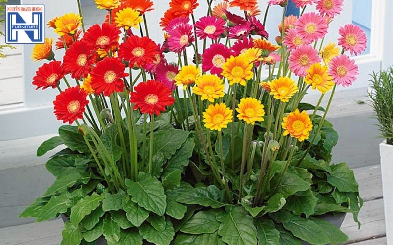 cây mini để bàn làm việc