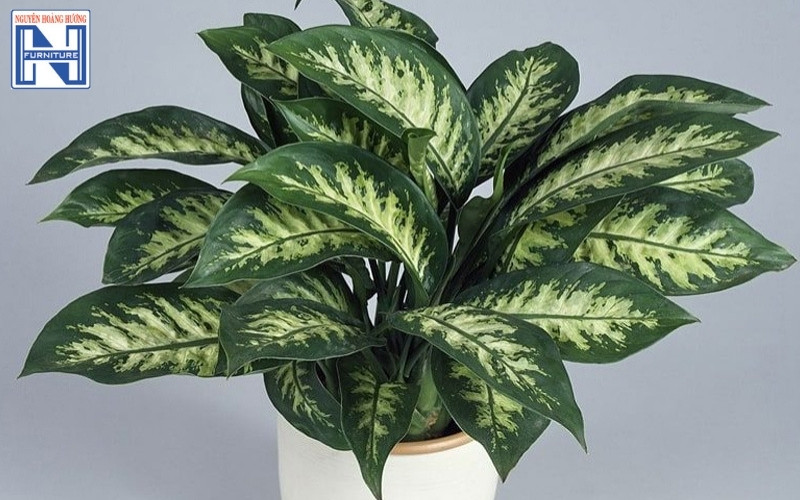 cây mini để bàn làm việc