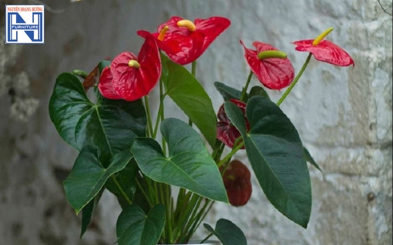 cây mini để bàn làm việc