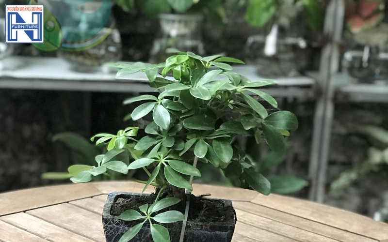 cây mini để bàn làm việc