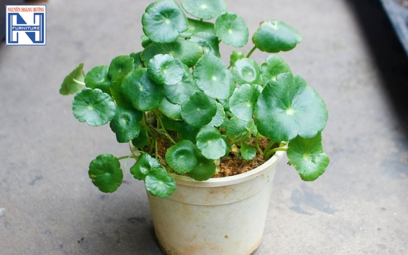 cây mini để bàn làm việc