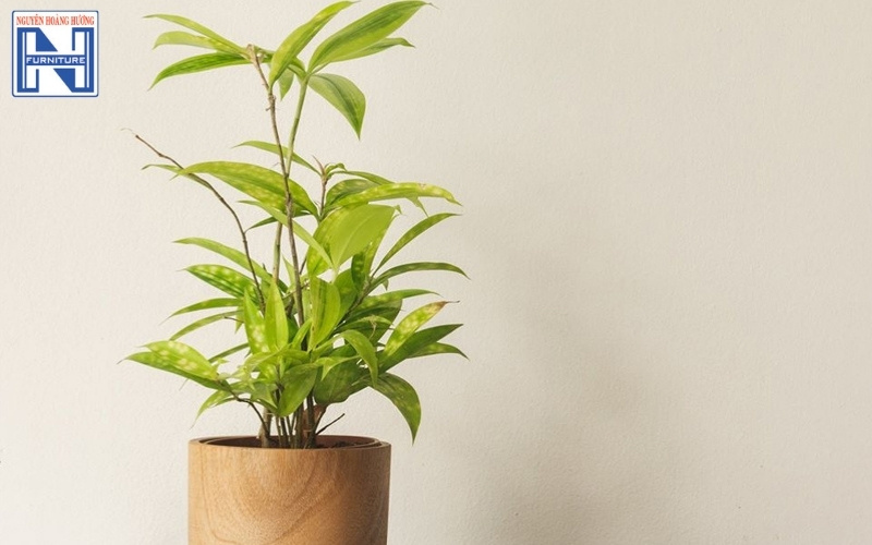 cây mini để bàn làm việc