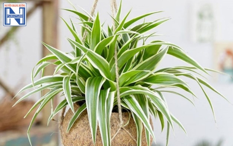 cây mini để bàn làm việc