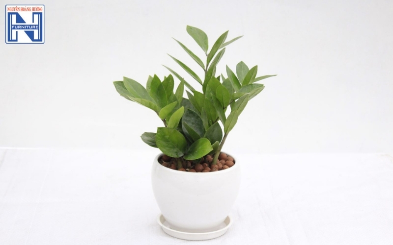 cây mini để bàn làm việc