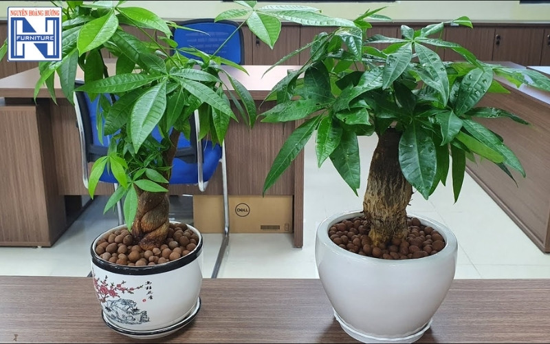 cây mini để bàn làm việc