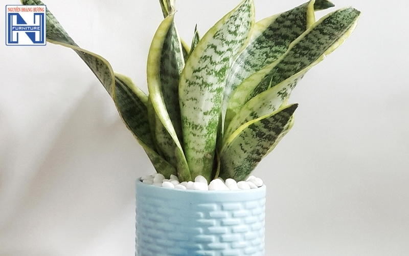 cây mini để bàn làm việc