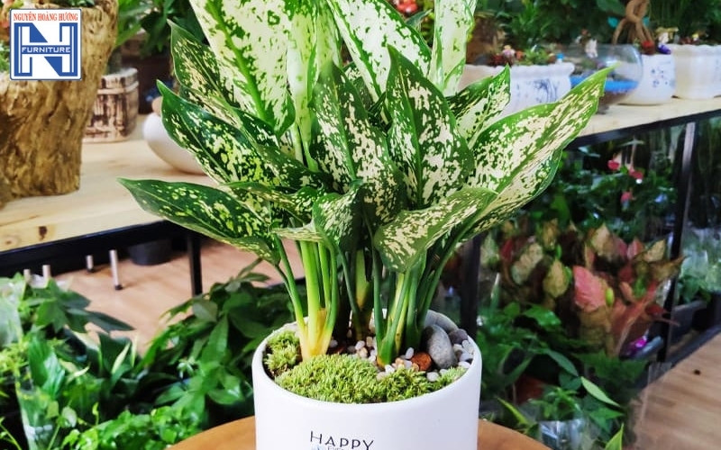 cây mini để bàn làm việc