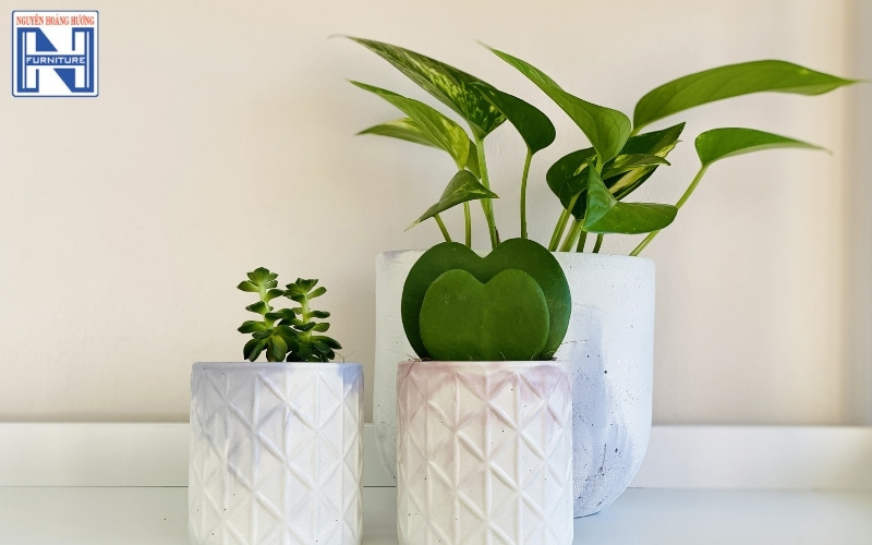 cây mini để bàn làm việc