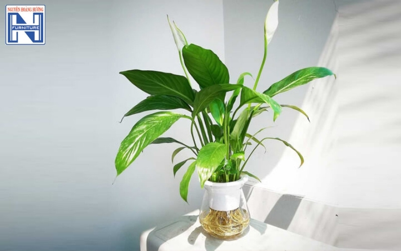 cây mini để bàn làm việc