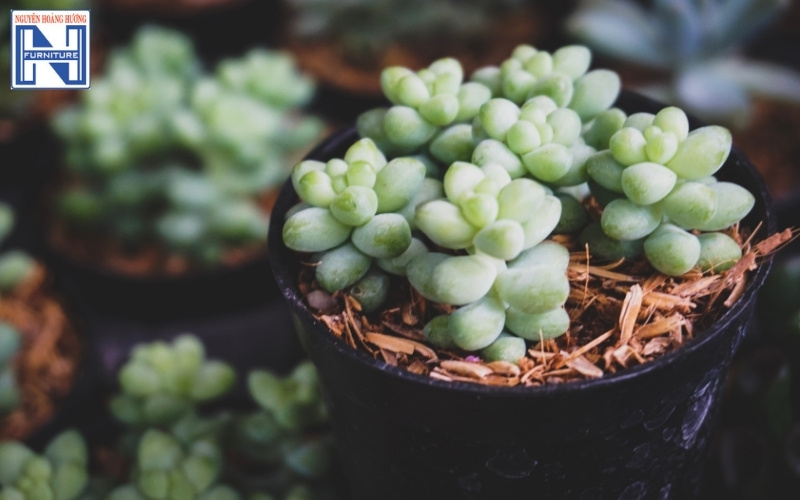 cây mini để bàn làm việc