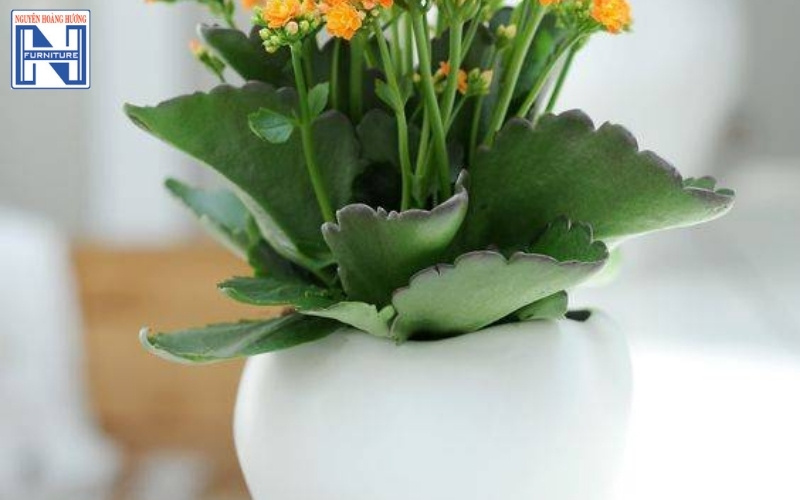 cây mini để bàn làm việc