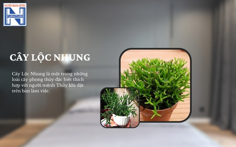 Mệnh Thủy hợp cây gì để bàn làm việc