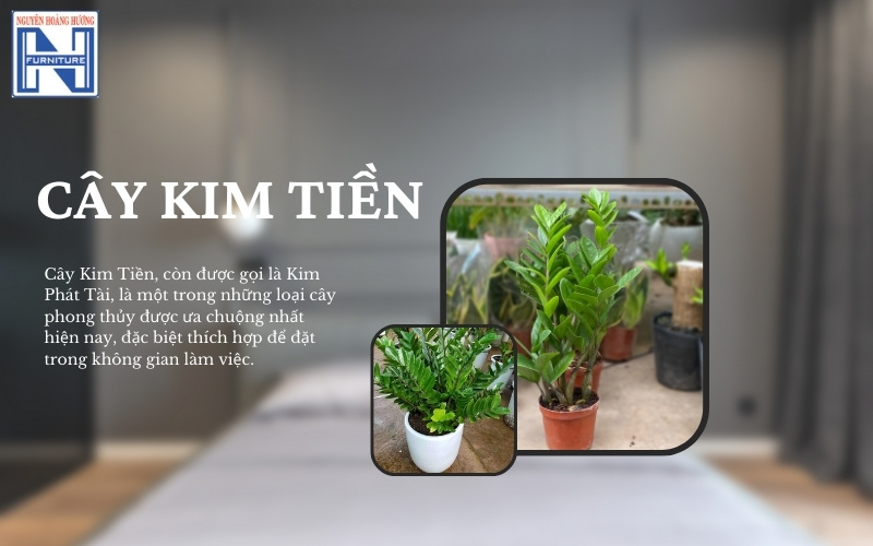 Mệnh Thủy hợp cây gì để bàn làm việc