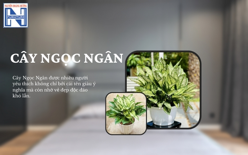 Mệnh Thủy hợp cây gì để bàn làm việc