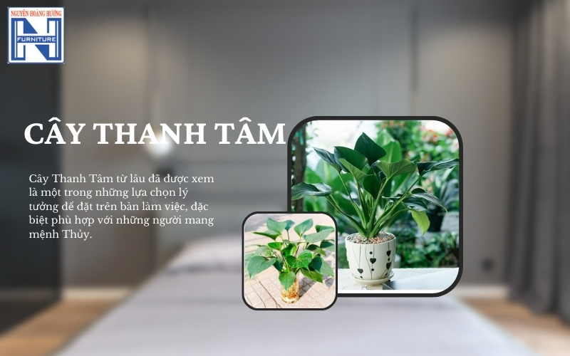 Mệnh Thủy hợp cây gì để bàn làm việc