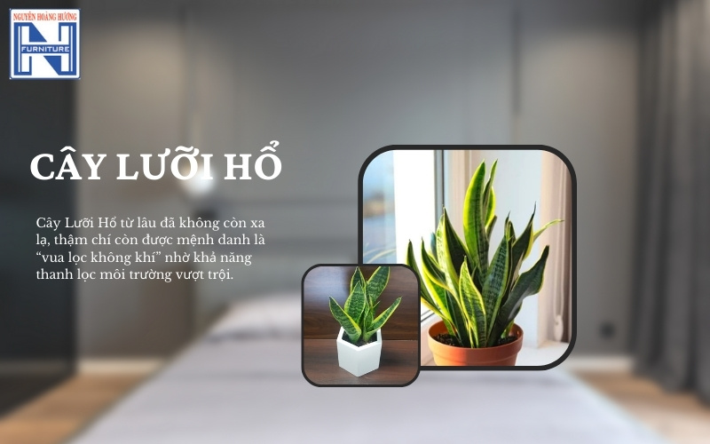 Mệnh Thủy hợp cây gì để bàn làm việc