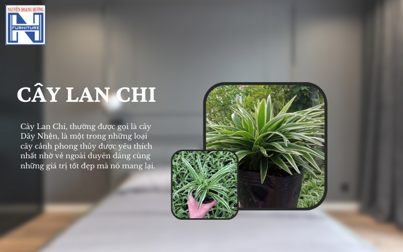 Mệnh Thủy hợp cây gì để bàn làm việc