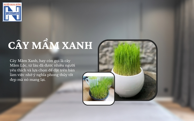 Mệnh Thủy hợp cây gì để bàn làm việc