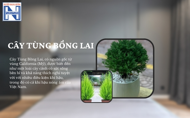 Mệnh Thủy hợp cây gì để bàn làm việc