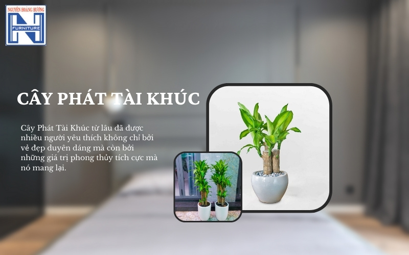 Mệnh Thủy hợp cây gì để bàn làm việc