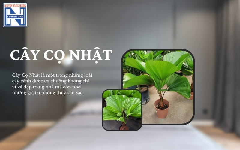 Mệnh Thủy hợp cây gì để bàn làm việc