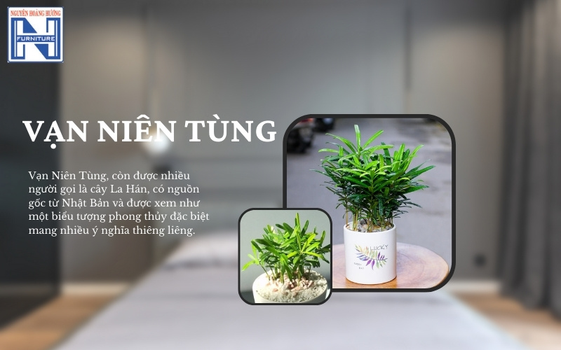 Mệnh Thủy hợp cây gì để bàn làm việc