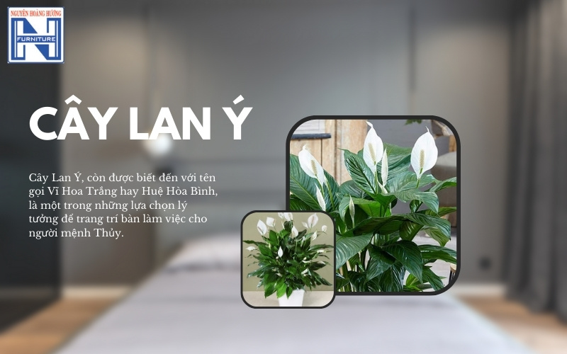 Mệnh Thủy hợp cây gì để bàn làm việc