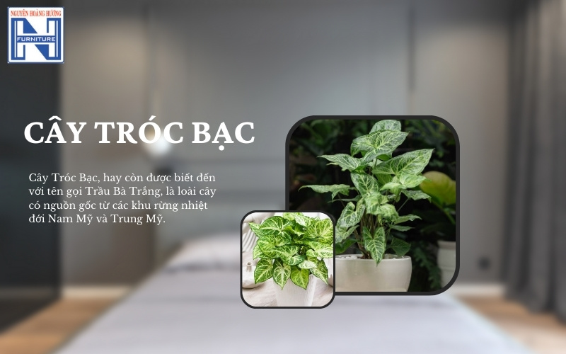 Mệnh Thủy hợp cây gì để bàn làm việc