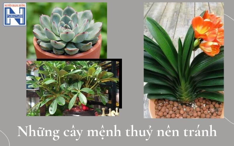 Mệnh Thủy hợp cây gì để bàn làm việc