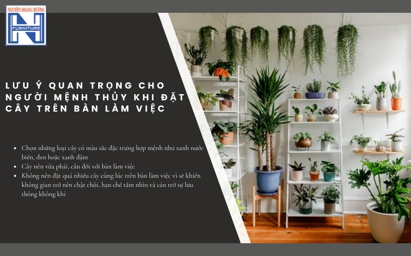 Mệnh Thủy hợp cây gì để bàn làm việc