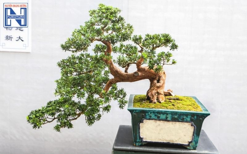 Mệnh Thủy hợp cây gì để bàn làm việc